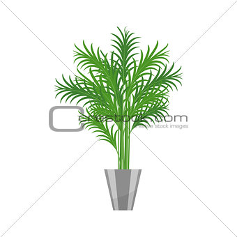 Palm tree.House plant realistic icon for interior decoration . Coniferous plant in flowerpot. vector illustration