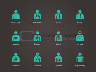 Anatomy Human Systems icons set.