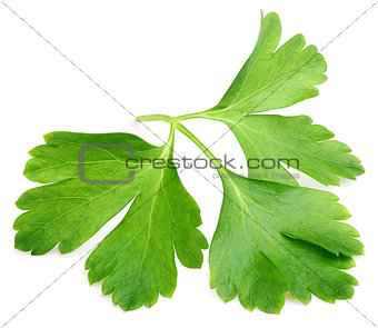 Garden parsley herb (cilantro) leaf isolated on white