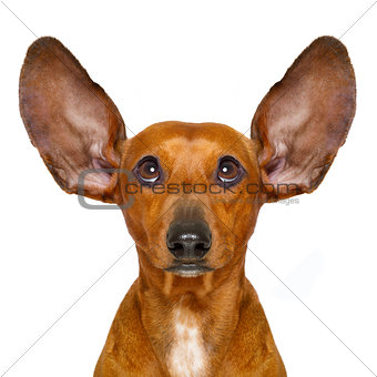 dog listening  carefully 