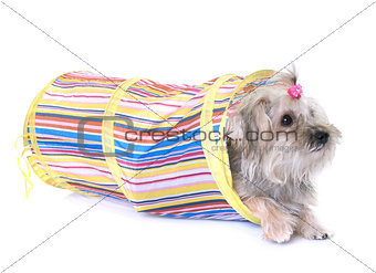 crossbred yorkshire terrier