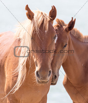 two horses on the nature
