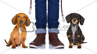 dogs and owner  with leash