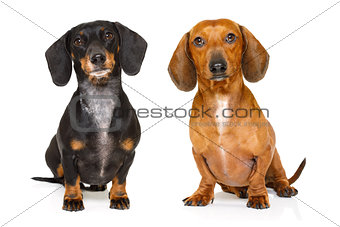 couple of two  dachshund or  sausages dogs