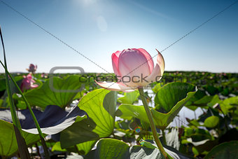 Beautiful landscape of blossoming lotuses