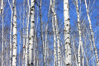Trunks of birch trees against blue sky