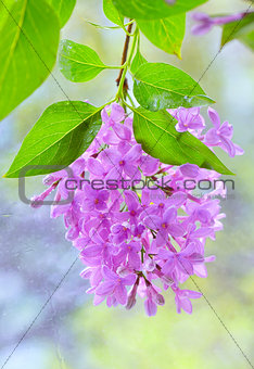 Spring lilac violet flowers