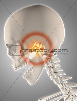 3D skeleton with jawbone highlighted