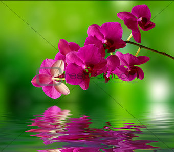 Beautiful orchid and water surface