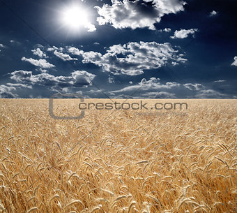 Field of wheat, beautiful sunset, clouds.