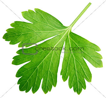 Single parsley herb (coriander) leaf isolated on white
