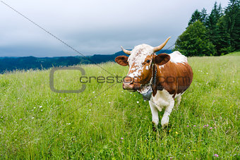 A cow grazing in the mountains on a meadow