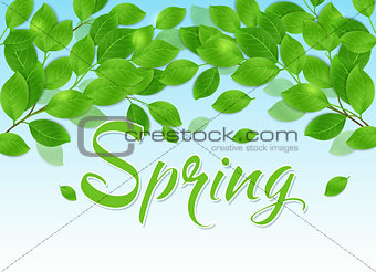 Spring background with green leaves