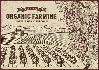 Grapes Organic Farming Landscape