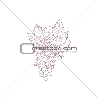 Grape Vine Hand Drawn Realistic Sketch