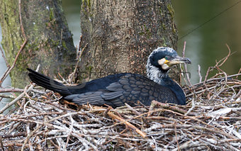 Adult cormorant resting