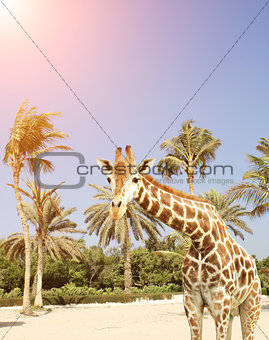 Giraffe and palms