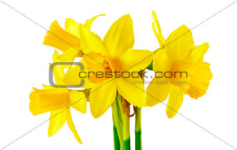 Spring flower narcissus yellow bouquet with green