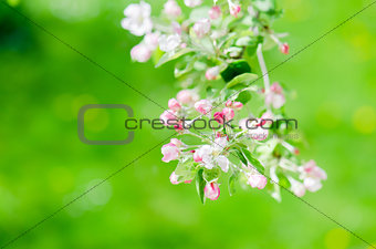 A branch of blossoming Apple trees in springtime, close-up