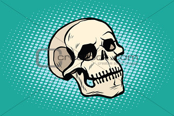human skull head skeleton