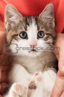 Young kitten lies in the hands