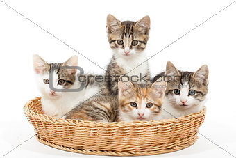 Group of young kittens in the basket
