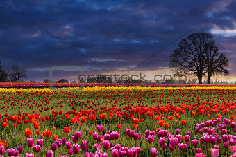 Sunset at Colorful Tulip Field