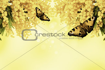Mimosa flower with butterfly on yellow background
