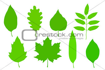 green leaves set