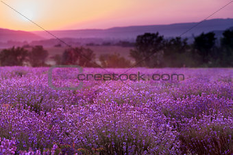 lavender plantation at sunset.