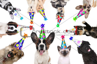 Pet Animals Isolated Wearing Birthday Hats for a Party