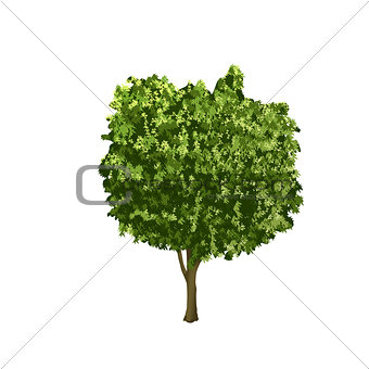 separate ficus tree with green leaves 