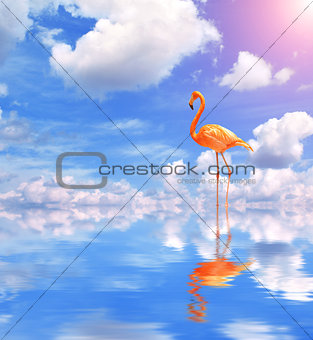 Flamingo on blue water
