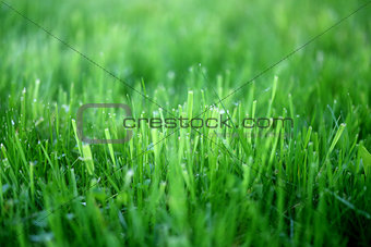 Photo of a bright green grass