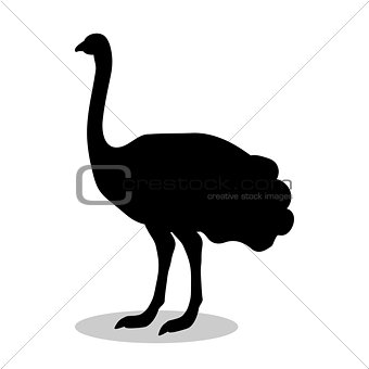 Ostrich bird  black silhouette animal