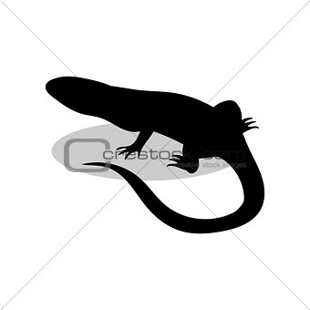 Lizard reptile black silhouette animal