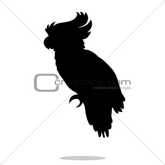 Parrot bird pet black silhouette animal