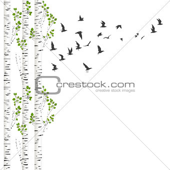 Background with birch trees and birds