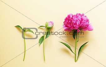 Beautiful purple peony, flower arrangement