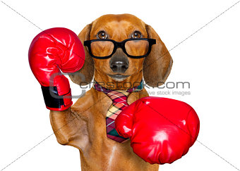 dachshund sausage dog boxing as the boss