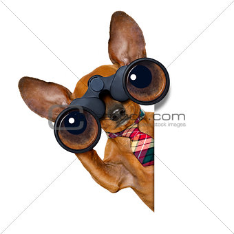 watching dog with binoculars