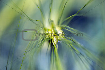 Spikelets of young wheat close-up. ears of green unripe wheat.