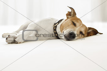 dog sick , ill or sleeping