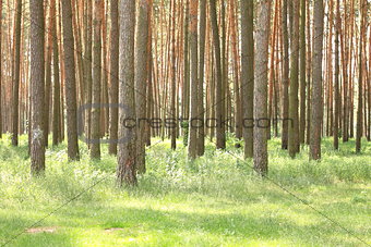 Pine forest with beautiful high pine trees in summer