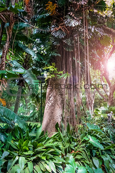 trees and lianas in the jungle