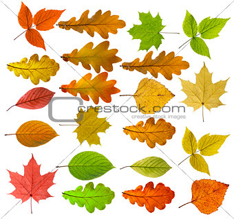 Colorful and bright background made of fallen autumn leaves.