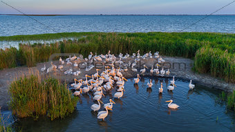 white pelicans (pelecanus onocrotalus) in Danube Delta Romania