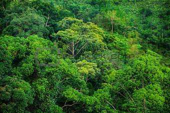 Tropical green forest view
