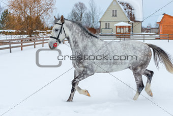 A beautiful gray horse jumps over the winter field