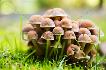 Group of fresh natural edible mushrooms in autumn forest